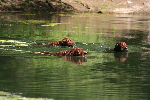 setter_wasser_klein