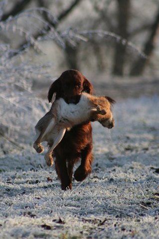 una_hase_schnee_klein